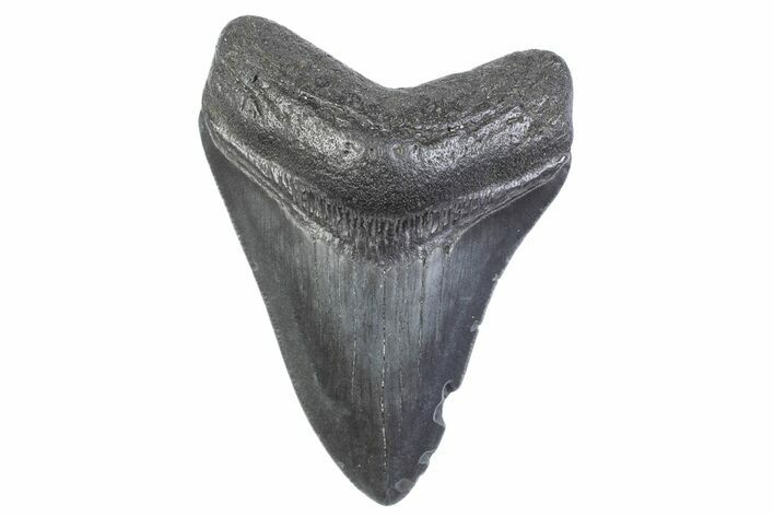 Serrated, Fossil Megalodon Tooth - South Carolina #371944